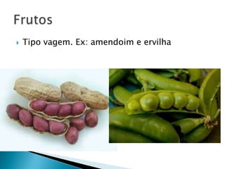    Tipo vagem. Ex: amendoim e ervilha
 