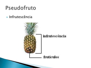    Infrutescência
 