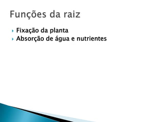    Fixação da planta
   Absorção de água e nutrientes
 