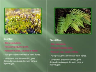 auladebrifitaspteridfitasgimnospermaseangiospermas-110507212433 ...