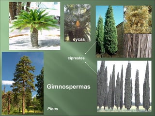 Pinus Cycas auladebrifitaspteridfitasgimnospermaseangiospermas-110507212433 ...