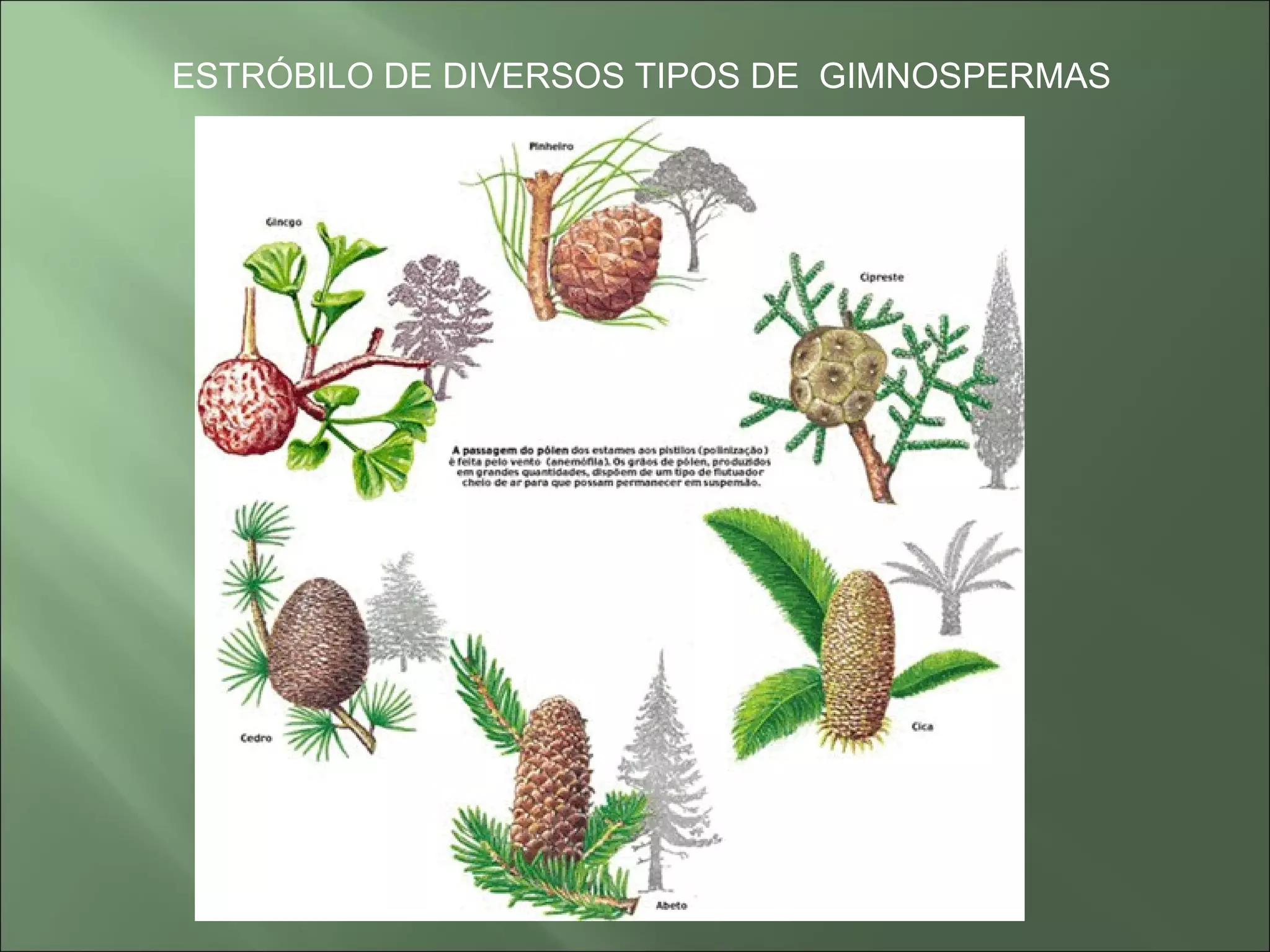 Aula de briófitas, pteridófitas, gimnospermas e angiospermas | PPT ...