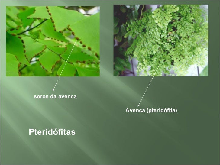Qual A Diferena Entre Gimnospermas E Angiospermas