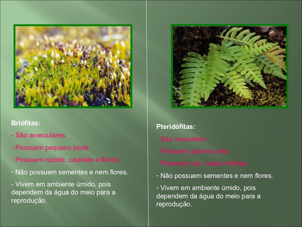 Qual A Diferença Entre Briófitas E Pteridófitas - FDPLEARN