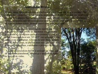 Amendoim Bravo   'É uma árvore típica do serrado, ela indica o transito ‘mata atlântica  / cerrado’. No cerrado havia auto combustão, ou seja, pegava fogo sozinho. Seja por um orvalho ou algo do tipo, pegava fogo na serra pilheira, para s eleção natural.  Então as plantas fracas e pequenas, que não conseguiam se desenvolver, morriam e apenas sobreviviam ao fogo as plantas fortes, fazendo assim a troca da vegetação. A casca do amendoim bravo é tecido morto, que retia o calor e deixava a árvore se desidratar. As sementes  do serrado só conseguem quebrar a dormência com o  calor. Esse calor dava um ‘START’ nas sementes e elas começavam a germinar. A forma de seleção no serrado ocorria dessa forma, as plantas mais resistentes ao calor  conseguiam germinar, e enfrentar o próximo incêndio. A casca do amendoim bravo  é utilizado na fabricação  do sapato de plataforma, de cortiça e também na rolha  de garrafa de vinho. 