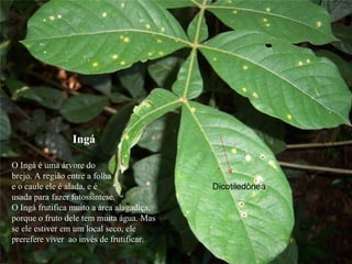 Ingá O Ingá é uma árvore do  brejo. A região entre a folha  e o caule ele é alada, e é  usada para fazer fotossíntese.  O Ingá frutifica muito a área alagadiça, porque o fruto dele tem muita água. Mas se ele estiver em um local seco, ele prerefere viver  ao invés de frutificar. Dicotiledônea 