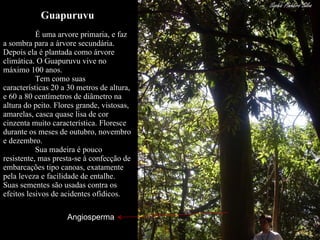 Guapuruvu É uma arvore primaria, e faz a sombra para a árvore secundária. Depois ela é plantada como árvore climática. O Guapuruvu vive no máximo 100 anos.  Tem como suas características 20 a 30 metros de altura, e 60 a 80 centímetros de diâmetro na altura do peito. Flores grande, vistosas, amarelas, casca quase lisa de cor cinzenta muito característica. Floresce durante os meses de outubro, novembro e dezembro. Sua madeira é pouco resistente, mas presta-se à confecção de embarcações tipo canoas, exatamente pela leveza e facilidade de entalhe. Suas sementes são usadas contra os efeitos lesivos de acidentes ofídicos. Angiosperma 