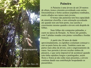 Paineira A Paineira é uma árvore de até 20 metros de altura, tronco cinzento-esverdeado com estrias fotossintéticas e fortes acúleos (espinhos) rombudos, muito afiados nos ramos mais jovens. O tronco das paineiras tem boa capacidade de sintetizar clorofila, e tem coloração esverdeada até quando tem um bom porte; isso auxilia o crescimento mesmo quando a árvore está despida de folhas. Suas folhas são compostas palmadas, e caem na época da floração. As flores são grandes, com 5 pétalas rosadas com pintas vermelhas e bordas brancas.  A partir dos 20 anos de idade aproximadamente, os espinhos costumam começar a cair na parte baixa do caule. Também caem nas partes mais altas da árvore, com o engrossamento da casca. Isso permite à árvore receber ninhos de pássaros, o que seria impossível de acontecer quando esta tinha espinhos longos e pontiagudos; assim flores e frutos já não estão mais presentes, a árvore continua dando sua contribuição hospedando os passarinhos. Angiosperma 