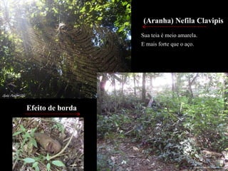 (Aranha) Nefila Clavipis Sua teia é meio amarela.  E mais forte que o aço.   Efeito de borda 