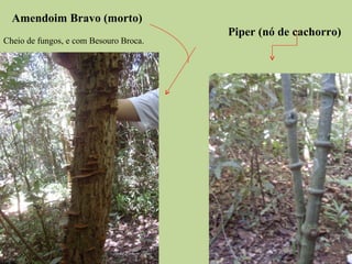 Piper (nó de cachorro) Amendoim Bravo (morto) Cheio de fungos, e com Besouro Broca. 