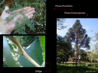 Planta Pteridófita Planta Gimnosperma Urtiga 