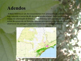 Adendos A Mata Atlântica é um dos ecossistemas mais ameaçados do planeta, estando hoje reduzida a menos de 8% de sua extensão original. Desde as primeiras etapas da colonização do Brasil, a Mata Atlântica tem passado por uma série de surtos de conversão de florestas naturais para outros usos, cujo resultado final observa-se nas paisagens hoje fortemente dominadas pelo homem. 