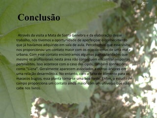 Conclusão Através da visita a Mata de Santa Genebra e da elaboração desse trabalho, nós tivemos a oportunidade de aperfeiçoar o conhecimento que já havíamos adquirido em sala de aula. Percebemos que essa visita nos proporcionou um contato maior com os ecossistemas de uma mata urbana. Com esse contato encontramos algumas particularidades que mesmo os profissionais nesta área não conseguem encontrar respostas pertinentes. Isso acontece com o caso dos cipós, também conhecidos como “Liana”. Geralmente aparecem associados a outras árvores em uma relação desarmônica. No entanto, com a falta de alimento para os macacos bugios, essa planta torna-se uma boa fonte. Enfim, o estudo de campo proporciona um contato ainda maior com um universo que não cabe nos livros.  