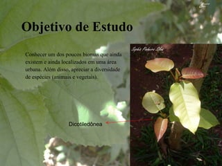 Objetivo de Estudo Conhecer um dos poucos biomas que ainda  existem e ainda localizados em uma área  urbana. Além disso, apreciar a diversidade  de espécies (animais e vegetais). Dicotiledônea 