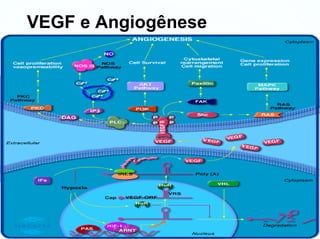 VEGF e Angiogênese
 