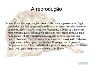 A reprodução

Os mamíferos têm reprodução sexuada. Os machos possuem um órgão
  copulador que lhes permitem introduzir os espermatozóides no corpo
  da fêmea. São vivíparos: uma vez fecundado, o óvulo se transforma
  num embrião que se desenvolve dentro da mãe. Desta forma, a mãe
  pode dar ao filhote o alimento e o oxigênio necessários para seu
  desenvolvimento e, ao mesmo tempo, recolher o dióxido de carbono e
  os produtos residuais para expulsá-los. O viviparismo é possível
  porque a mãe e o filhote estão ligados pela placenta. A placenta é um
  órgão que liga o sangue materno com o do filhote.




                                                                 índice
 