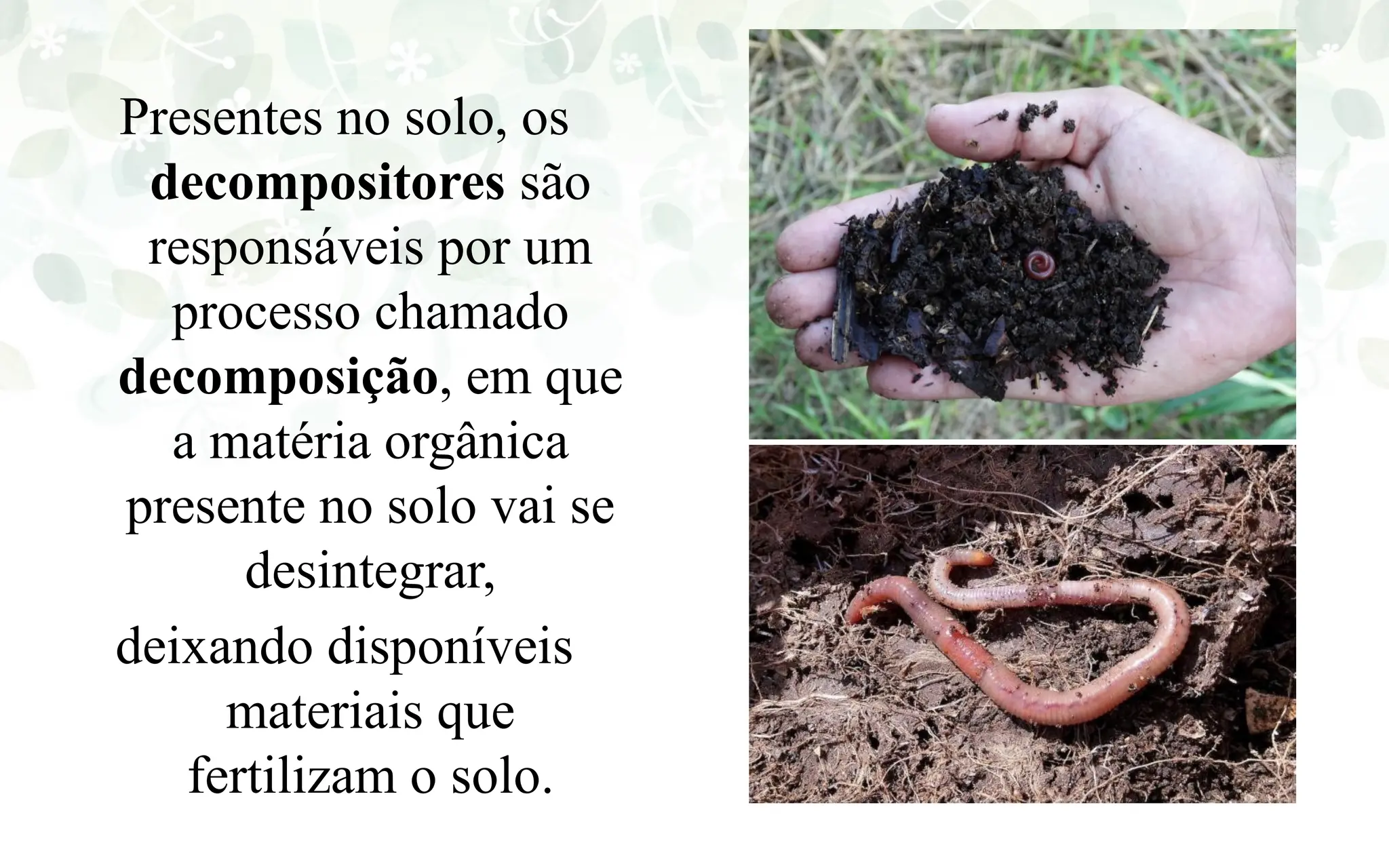 AULA DE CIÊNCIAS SOBRE ALIMENTAÇAO DOS SERES VIVOS | PPTX