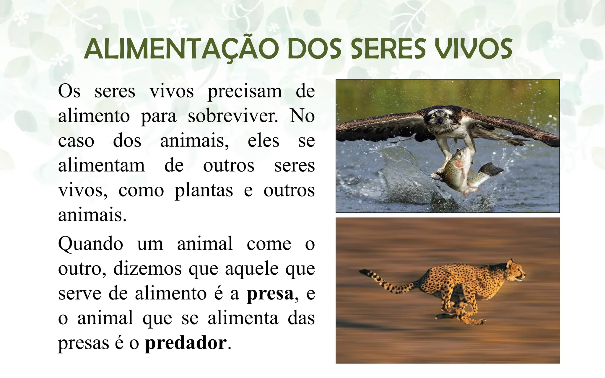 AULA DE CIÊNCIAS SOBRE ALIMENTAÇAO DOS SERES VIVOS | PPTX
