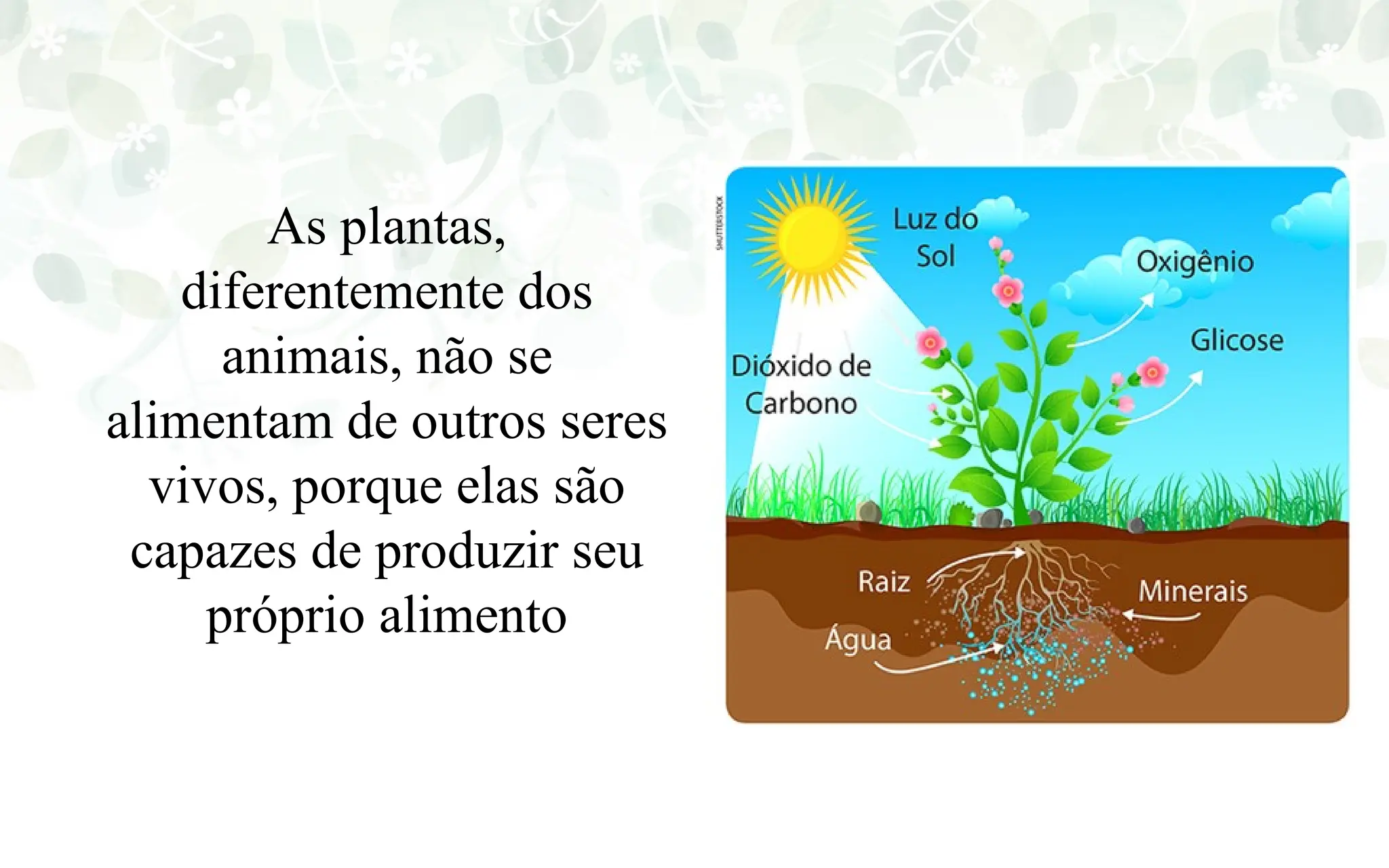 AULA DE CIÊNCIAS SOBRE ALIMENTAÇAO DOS SERES VIVOS | PPTX