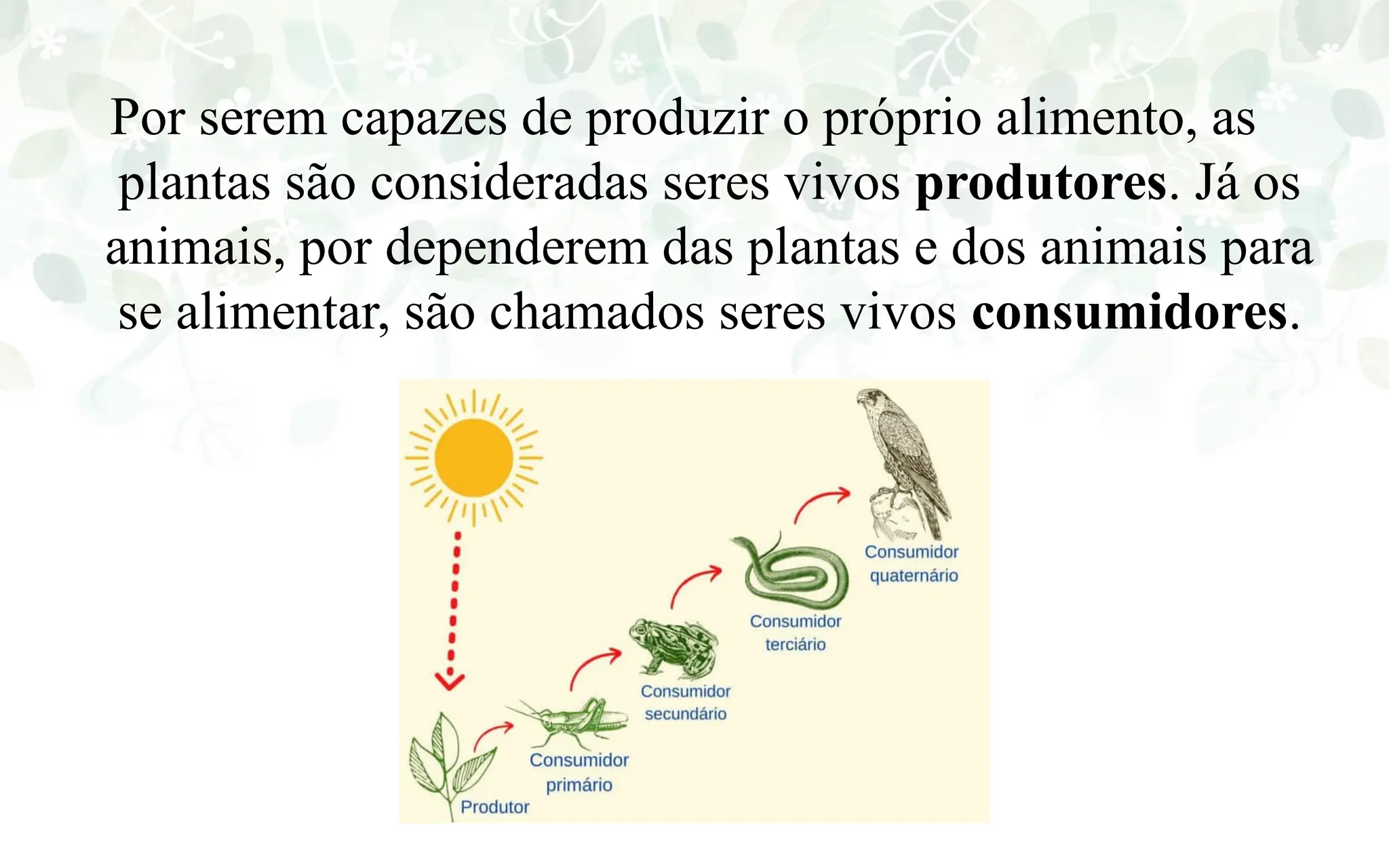 AULA DE CIÊNCIAS SOBRE ALIMENTAÇAO DOS SERES VIVOS | PPTX