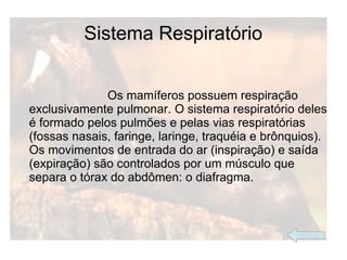 Sistema Respiratório


              Os mamíferos possuem respiração
exclusivamente pulmonar. O sistema respiratório deles
é formado pelos pulmões e pelas vias respiratórias
(fossas nasais, faringe, laringe, traquéia e brônquios).
Os movimentos de entrada do ar (inspiração) e saída
(expiração) são controlados por um músculo que
separa o tórax do abdômen: o diafragma.



                                                  índice
 