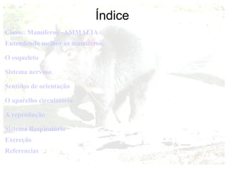 Índice
Classe: Mamíferos –AMMALIA
Entendendo melhor os mamíferos.

O esqueleto

Sistema nervoso

Sentidos de orientação

O aparelho circulatório

A reprodução

Sistema Respiratório
Excreção
Referencias
 