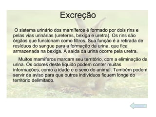 Excreção
 O sistema urinário dos mamíferos é formado por dois rins e
pelas vias urinárias (ureteres, bexiga e uretra). Os rins são
órgãos que funcionam como filtros. Sua função é a retirada de
resíduos do sangue para a formação da urina, que fica
armazenada na bexiga. A saída da urina ocorre pela uretra.
   Muitos mamíferos marcam seu território, com a eliminação da
urina. Os odores deste líquido podem conter muitas
informações, como a idade e o sexo do animal. Também podem
servir de aviso para que outros indivíduos fiquem longe do
território delimitado.




                                                        índice
 