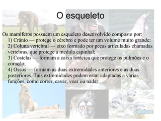 O esqueleto
Os mamíferos possuem um esqueleto desenvolvido composto por:
  1) Crânio — protege o cérebro e pode ter um volume muito grande;
  2) Coluna vertebral — eixo formado por peças articuladas chamadas
  vértebras, que protege a medula espinhal;
  3) Costelas — formam a caixa torácica que protege os pulmões e o
  coração;
  4) Ossos — formam as duas extremidades anteriores e as duas
  posteriores. Tais extremidades podem estar adaptadas a várias
  funções, como correr, cavar, voar ou nadar.




                                                             índice
 