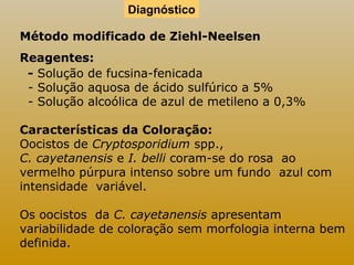 Diagnóstico 
Método modificado de Ziehl-Neelsen 
Reagentes: 
- Solução de fucsina-fenicada 
- Solução aquosa de ácido sulfúrico a 5% 
- Solução alcoólica de azul de metileno a 0,3% 
Características da Coloração: 
Oocistos de Cryptosporidium spp., 
C. cayetanensis e I. belli coram-se do rosa ao 
vermelho púrpura intenso sobre um fundo azul com 
intensidade variável. 
Os oocistos da C. cayetanensis apresentam 
variabilidade de coloração sem morfologia interna bem 
definida. 
 