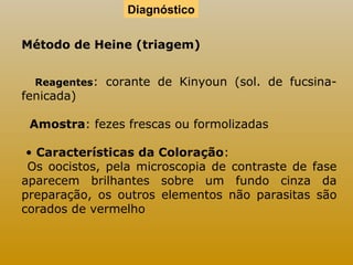 Diagnóstico 
Método de Heine (triagem) 
Reagentes: corante de Kinyoun (sol. de fucsina-fenicada) 
Amostra: fezes frescas ou formolizadas 
• Características da Coloração: 
Os oocistos, pela microscopia de contraste de fase 
aparecem brilhantes sobre um fundo cinza da 
preparação, os outros elementos não parasitas são 
corados de vermelho 
 