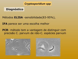DDiagnóstico 
Cryptosporidium spp 
Métodos ELISA -sensibilidade(83-95%), 
IFA parece ser uma escolha melhor 
PCR- método tem a vantagem de distinguir com 
precisão C. parvum de não-C. espécies parvum 
 