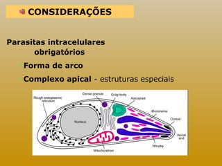 CONSIDERAÇÕES 
Parasitas intracelulares 
obrigatórios 
Forma de arco 
Complexo apical - estruturas especiais 
 