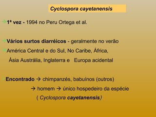 Cyclospora cayetanensis 
1ª vez - 1994 no Peru Ortega et al. 
Vários surtos diarréicos - geralmente no verão 
América Central e do Sul, No Caribe, África, 
Ásia Austrália, Inglaterra e Europa acidental 
Encontrado  chimpanzés, babuínos (outros) 
 homem  único hospedeiro da espécie 
( Cyclospora cayetanensis)) 
 