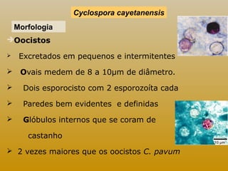 Morfologia 
Oocistos 
Cyclospora cayetanensis 
 Excretados em pequenos e intermitentes 
 Ovais medem de 8 a 10μm de diâmetro. 
 Dois esporocisto com 2 esporozoíta cada 
 Paredes bem evidentes e definidas 
 Glóbulos internos que se coram de 
castanho 
 2 vezes maiores que os oocistos C. pavum 
 