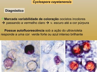 DDiiaaggnnóóssttiiccoo 
Cyclospora cayetanensis 
Marcada variabilidade de coloração oocistos incolores 
 passando a vermelho claro  v. escuro até a cor púrpura 
 Possue autofluorescência sob a ação do ultravioleta 
responde a uma cor verde forte ou azul intenso brilhante 
 