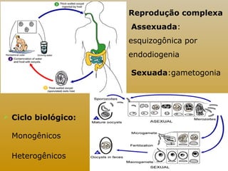 Reprodução complexa 
Assexuada: 
esquizogônica por 
endodiogenia 
Sexuada:gametogonia 
 Ciclo biológico: 
Monogênicos 
Heterogênicos 
 