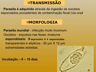 TRANSMISSÃO 
Parasita é adquirido através da ingestão de oocistos 
esporulados procedentes de contaminação fecal (via ora)l 
MORFOLOGIA 
Parasita mundial - infecção muito incomum.. 
Oocistos - expulsos nas fezes -imaturos 
esporoblasto esprocisto  4 esporozoítas 
transparentes e elípticos - 30 μm X 12 μm 
extremidades estreitas 
Incubação – 6 – 10 dias 
 
