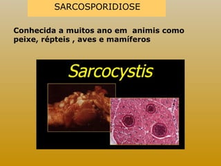 SARCOSPORIDIOSE 
Conhecida a muitos ano em animis como 
peixe, répteis , aves e mamíferos 
 