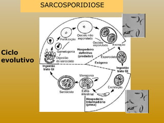 SARCOSPORIDIOSE 
Ciclo 
evolutivo 
 
