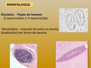 MORFOLOGIA 
Oocistos - Fezes do homem 
(2 esporocistos c/ 4 esporozoíta) 
Sarcocistos – músculo do suíno ou bovino 
(bradizoítos) em forma de banana 
 