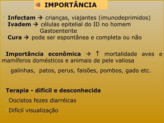 IMPORTÂNCIA 
 Infectam  crianças, viajantes (imunodeprimidos) 
 Ivadem  células epitelial do ID no homem 
Gastoenterite 
 Cura  pode ser espontânea e completa ou não 
Importância econômica  ­ mortalidade aves e 
mamíferos domésticos e animais de pele valiosa 
galinhas, patos, perus, faisões, pombos, gado etc. 
Terapia - difícil e desconhecida 
Oocistos fezes diarréicas 
Difícil visualização 
