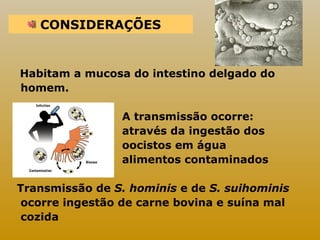 CONSIDERAÇÕES 
Habitam a mucosa do intestino delgado do 
homem. 
A transmissão ocorre: 
através da ingestão dos 
oocistos em água 
alimentos contaminados 
Transmissão de S. hominis e de S. suihominis 
ocorre ingestão de carne bovina e suína mal 
cozida 
 