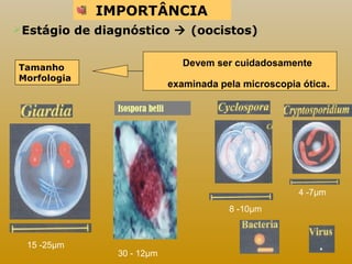 Estágio de diagnóstico  (oocistos) 
8 -10μm 
15 -25μm 
4 -7μm 
Tamanho 
Morfologia 
IMPORTÂNCIA 
Devem ser cuidadosamente 
examinada pela microscopia ótica. 
Isospora belli 
30 - 12μm 
 