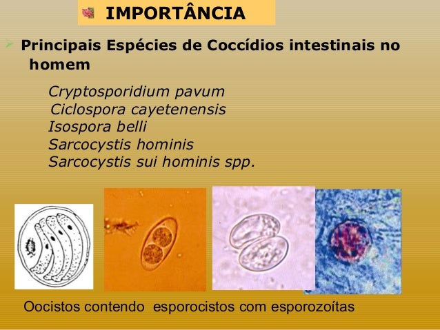 Como multiplicar vermes