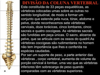 DIVISÃO DA COLUNA VERTEBRAL Esta constituída de 33 peças esqueléticas, as  vértebras colocadas umas sobre as outras no sentido longitudinal, de modo a formar um  conjunto que estende pela nuca, tórax, abdome e pelve, donde reconhecemos sete vértebras cervicais, doze torácicas, cinco lombares, cinco sacrais e quatro coccigeas. As vértebras sacrais são fundidas em peça únicas. O sacro, alicerce da pelve, que se articula com os ossos do quadril.As vértebras coccigeas são rudimentares no homem não tem importância que lhes e conferida na espécies caudadas. Por ser um suporte de peso, a parte anterior das vértebras , corpo vertebral, aumenta de volume da porção cervical à lombar, uma vez que as vértebras inferiores têm sobrecarga de peso quando comparadas com as vértebras superiores.  