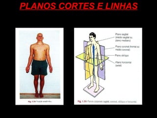 PLANOS CORTES E LINHAS 