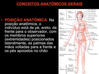 CONCEITOS ANATÔMICOS GERAIS POSIÇÃO ANATÔMICA :  Na posição anatômica, o indivíduo está de pé, ereto, de frente para o observador, com os membros superiores (extremidades) posicionados lateralmente, as palmas das mãos voltadas para a frente e os pés apoiados no chão  