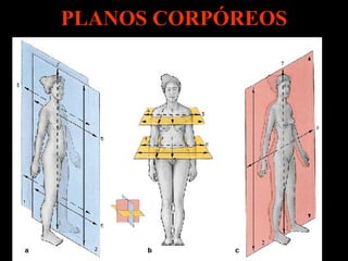 PLANOS CORPÓREOS 