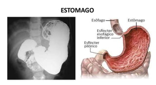 ESTOMAGO
 