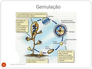 Gemulação
Nuno Correia 2010/1121
 